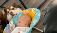 Σκύλος – babysitter κοιμίζει μωρό και γίνεται viral