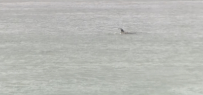 Γαλλία: Φάλαινα όρκα παγιδεύτηκε στον Σηκουάνα - Στήθηκε μεγάλη επιχείρηση για τη διάσωσή της (Βίντεο)