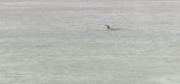 Γαλλία: Φάλαινα όρκα παγιδεύτηκε στον Σηκουάνα - Στήθηκε μεγάλη επιχείρηση για τη διάσωσή της (Βίντεο)