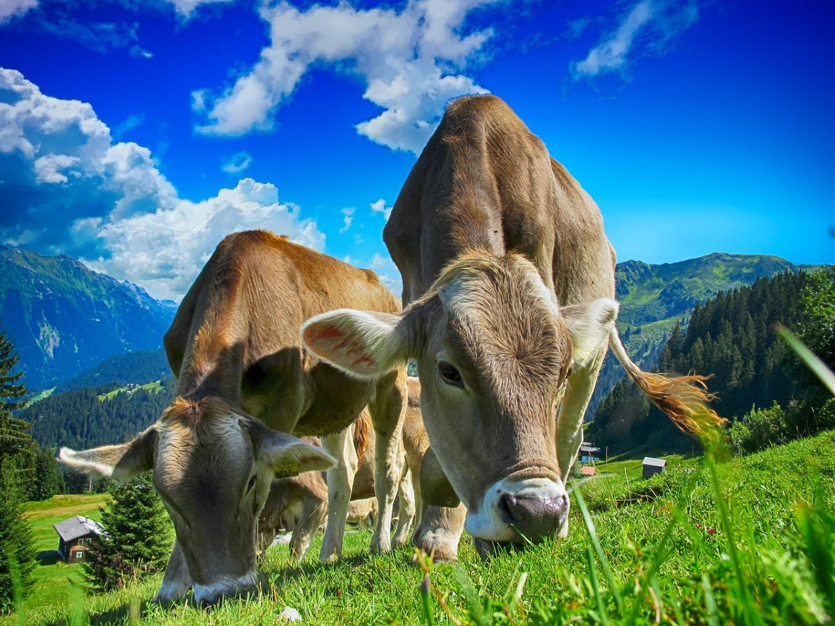 Δημοψήφισμα στην Ελβετία για τα δικαιώματα σε κότες, γουρούνια, αγελάδες