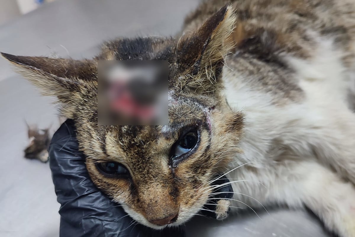 Βαριά καταγγελία από Φιλόζωους Εθελοντές Πάτμου: Κάποιοι αχρείοι βασανίζουν γάτες στο νησί (Σκληρές εικόνες)