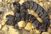 Ανακάλυψαν σπάνιο φίδι με δύο κεφάλια