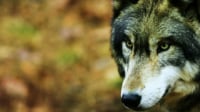Πάρνηθα: Λύκος επιτέθηκε σε οικογένεια και άρπαξε τον σκύλο τους