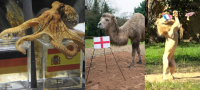 Από τον Πολ το χταπόδι, στην καμήλα και το λιοντάρι: Προβλέπουν τους νικητές του Μουντιάλ