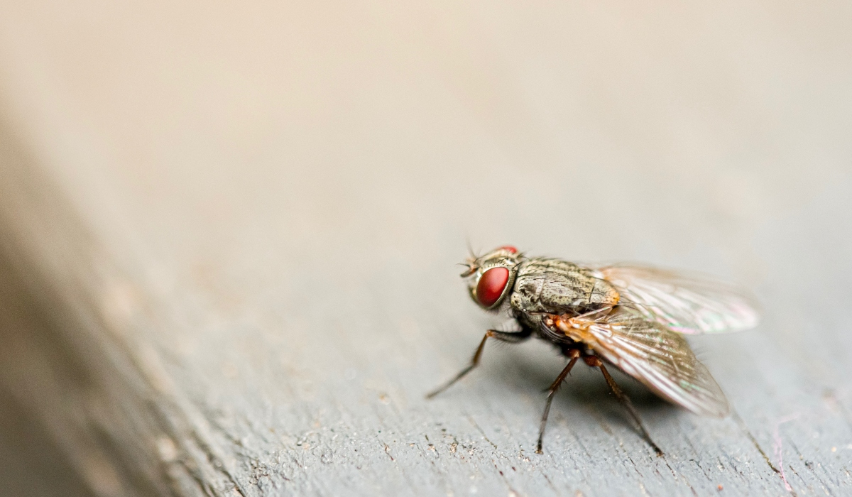 Το βήμα έγινε: Οι μύγες δεν χρειάζονται «άντρα» για να γεννήσουν