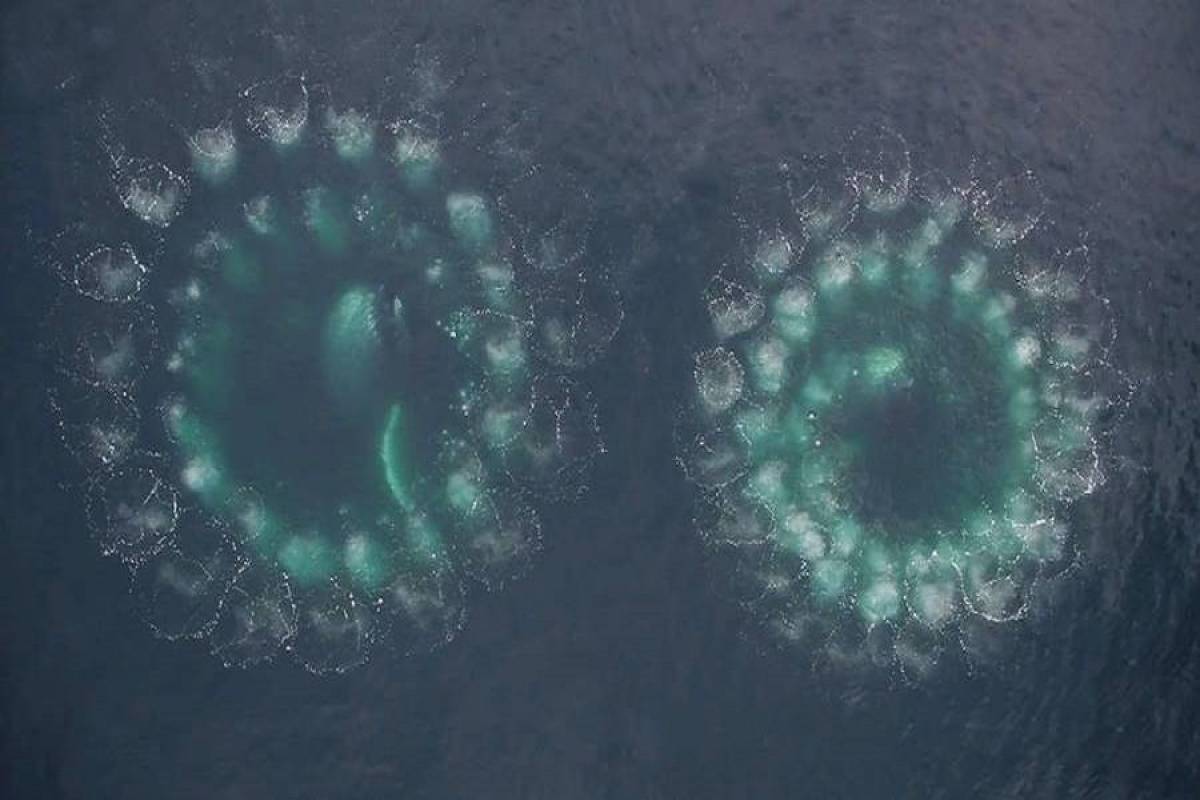 Σπάνιο βίντεο: Φάλαινες απλώνουν τα «δίχτυα» τους