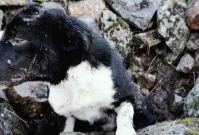 Η ιστορία του σκύλου που έθαψαν ζωντανό κάτω από πέτρες και τον άφησαν να πεθάνει