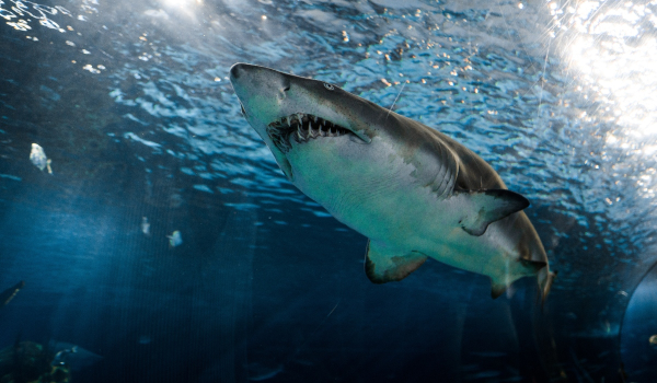 Γιατί παρατηρούνται συχνότερα καρχαρίες στις ελληνικές θάλασσες