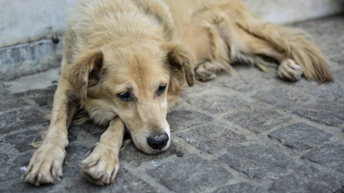 Θεσσαλονίκη: 64χρονος έδεσε σκύλο με ιμάντα σε αγροτικό αυτοκίνητο και τον έσυρε