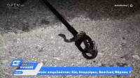 Πάτρα: Γυναίκα βρήκε 4 φίδια μέσα στο αυτοκίνητό της