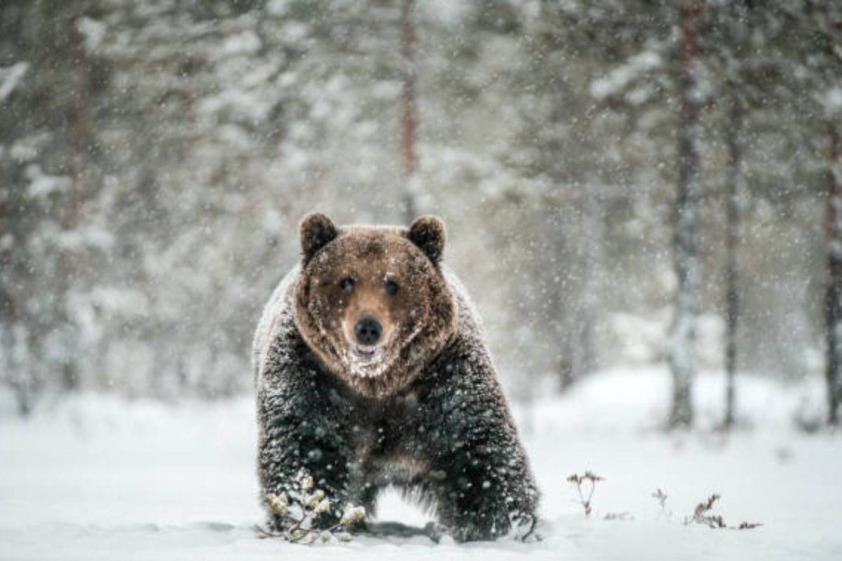 Ανατροπή με την τεράστια αρκούδα στο Καϊμακτσαλάν - Η επίμαχη ανάρτηση