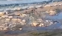 Σοκαριστικό βίντεο: Αγέλη από άγρια σκυλιά κυνηγά παιδάκι σε παραλία