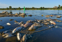 «Νεκρά ψάρια παντού» στον ποταμό Όντερ μεταξύ Γερμανίας και Πολωνίας - Φόβοι για περιβαλλοντική καταστροφή