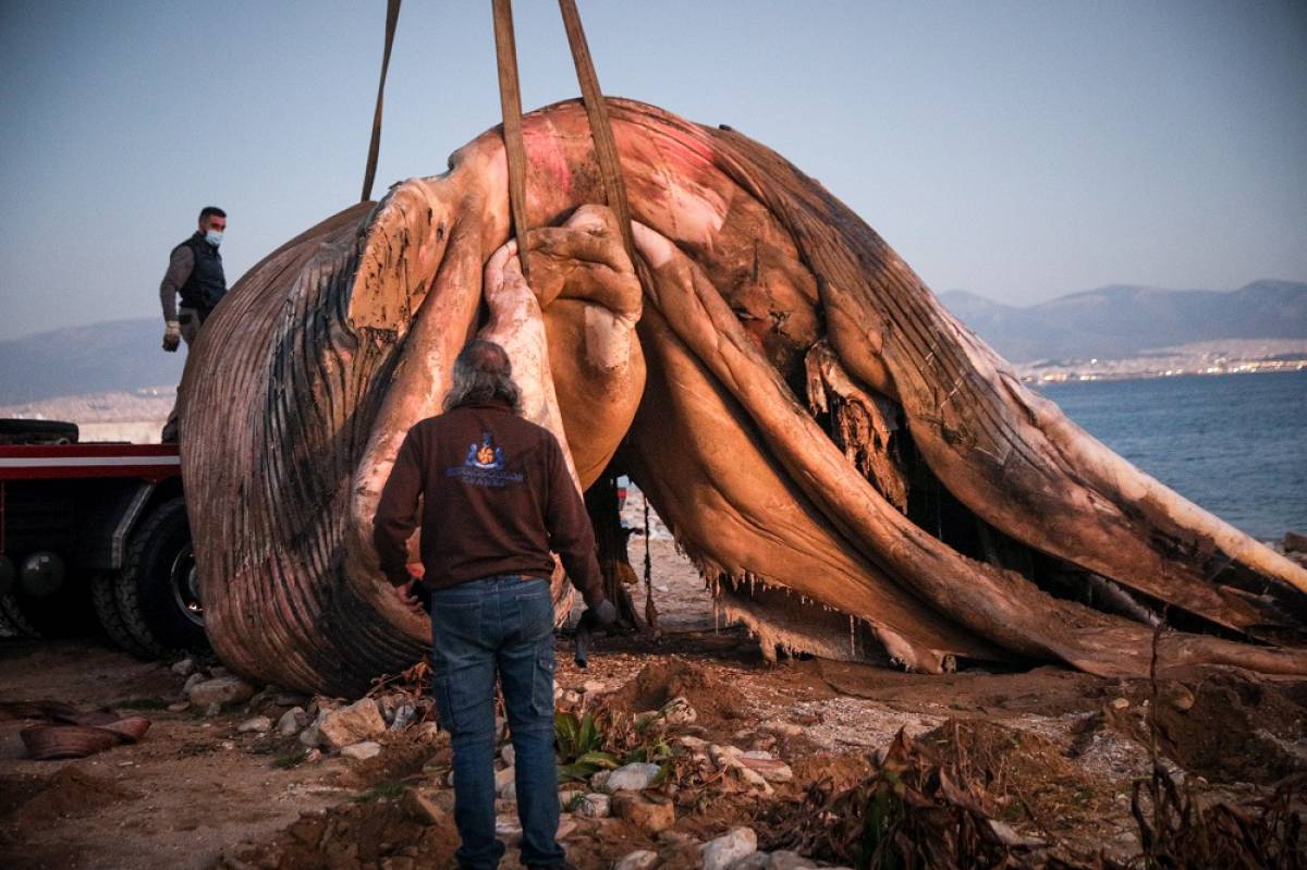 Νεκρή φάλαινα στον Πειραιά: Πέθανε πριν από εβδομάδες και εκτός Σαρωνικού