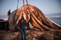 Νεκρή φάλαινα στον Πειραιά: Πέθανε πριν από εβδομάδες και εκτός Σαρωνικού