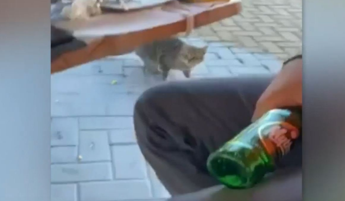Κτηνωδία στη Θάσο: Δελέαζε γατάκι με μεζέ και τo χτύπησε στο κεφάλι με μπουκάλι