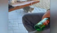 Κτηνωδία στη Θάσο: Δελέαζε γατάκι με μεζέ και τo χτύπησε στο κεφάλι με μπουκάλι