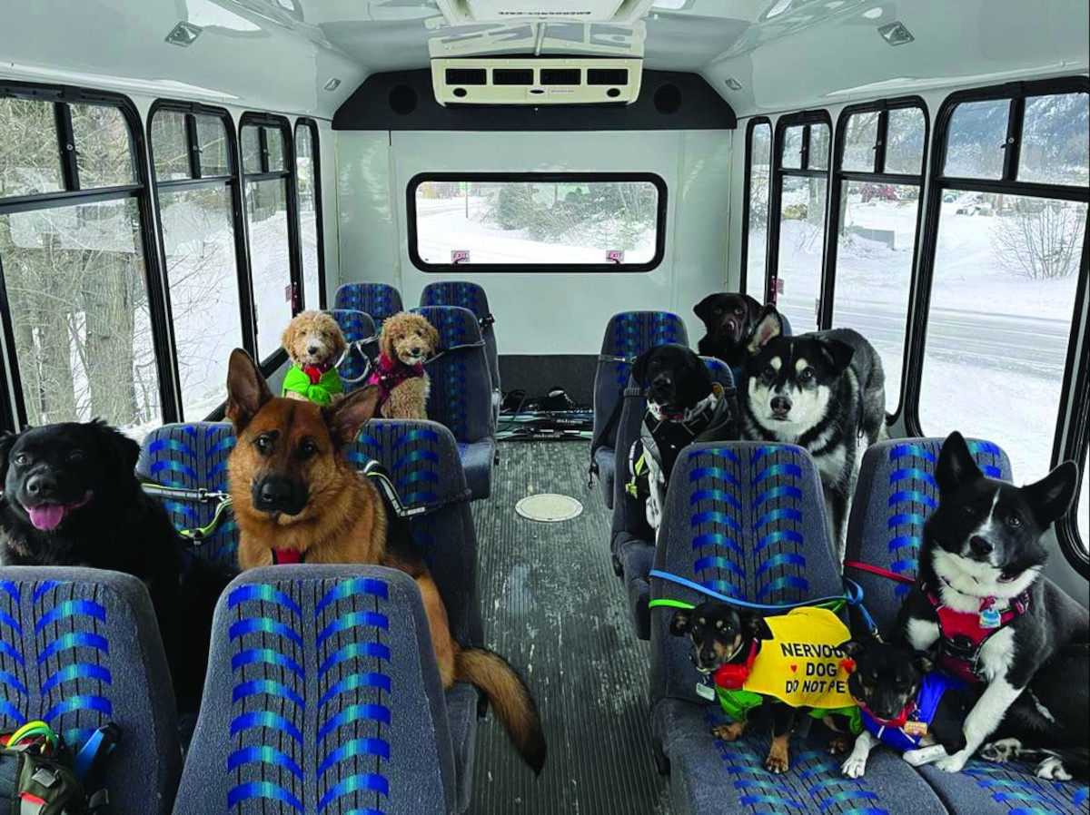 Απίθανοι σκύλοι στην Αλάσκα παίρνουν το λεωφορείο σαν άνθρωποι - Το viral βίντεο των 9 εκατ. προβολών