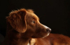 SOS στους κτηνίατρους για ασθένεια που προσβάλλει το αναπνευστικό σύστημα των σκύλων