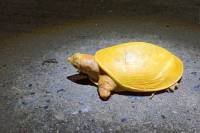 Ινδία: Βρέθηκε σπάνια κίτρινη χελώνα - Σε τι οφείλεται το χρώμα της