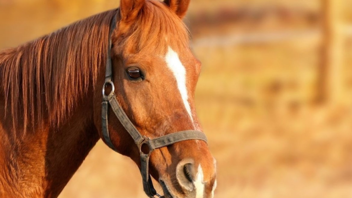 Τύρναβος: Άλογο βρέθηκε νεκρό σε πάρκο - Ήταν δεμένο με αλυσίδα σε κολώνα