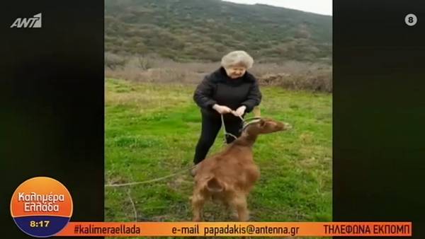 Κορονοϊός στην Ελλάδα: Γιαγιά βγάζει βόλτα την κατσίκα και διαμαρτύρεται