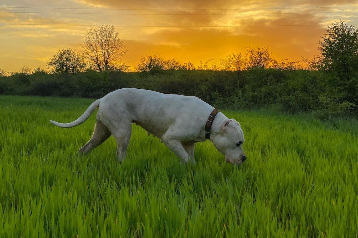 Κεφαλάρι: Ντόγκο Αρτζεντίνο κατασπάραξε σκυλάκι – Το σκότωσε περαστικός