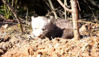 Καστοριά: Επιχείρηση για αρκούδα με δύο νεογέννητα που «εγκαταστάθηκαν» σε χωράφι