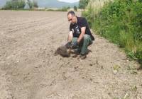 Καστοριά: Αρκούδα φέρεται να έθαψε τα μικρά της που σκοτώθηκαν σε τροχαίο