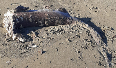Κρήτη: Καρχαρίας ξεβράστηκε σε παραλία του Ηρακλείου