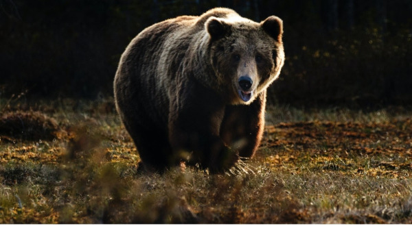 Κόνιτσα: Σκότωσαν αρκούδες στην εθνική οδό - Αναμεσά τους και μωρό αρκουδάκι