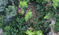 Βρέθηκε φυτεία κάνναβης στο όρος Αιγάλεω - Πού ήταν κρυμμένη (Βίντεο)