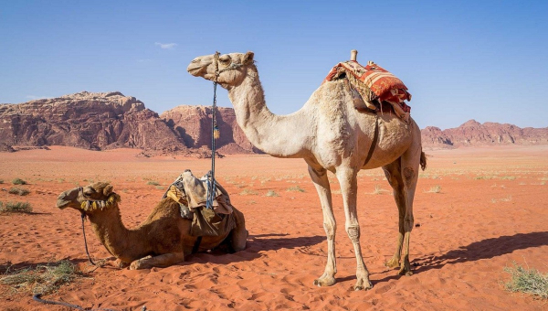 Καμήλες αποκλείστηκαν από διαγωνισμό ομορφιάς, λόγω μπότοξ
