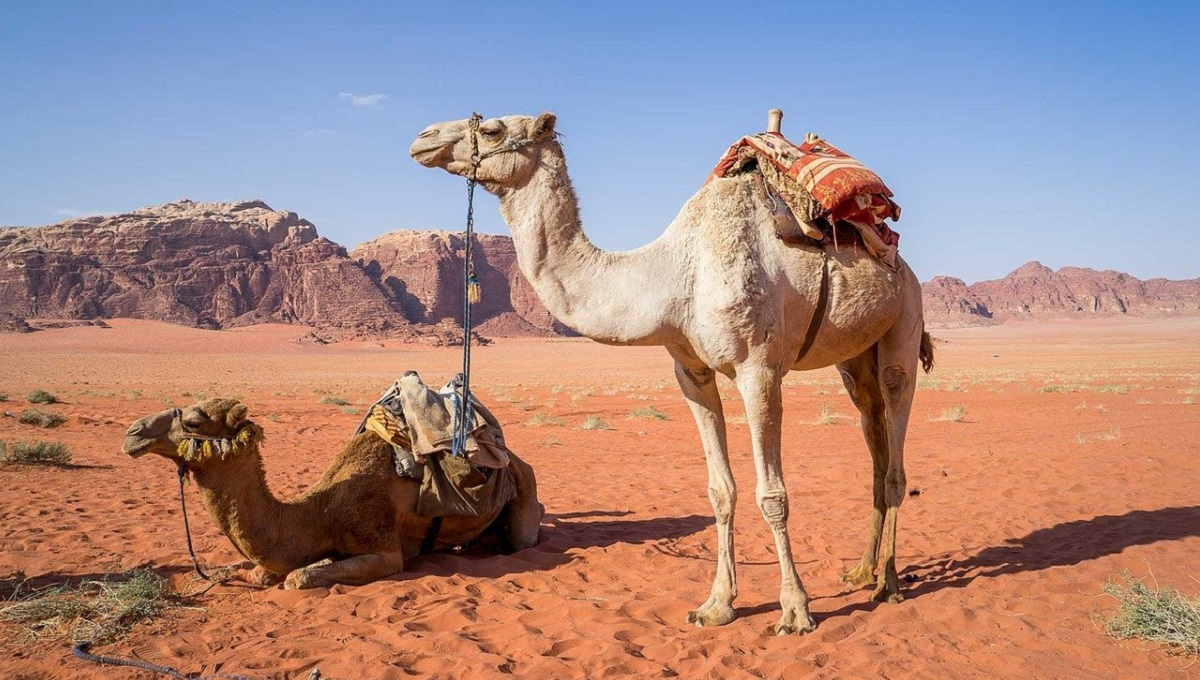 Καμήλες αποκλείστηκαν από διαγωνισμό ομορφιάς, λόγω μπότοξ