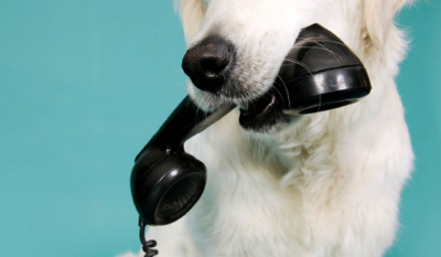 Τηλέφωνο για σκύλους επιτρέπει στα κατοικίδια να καλούν το αφεντικό τους
