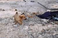 BoBe: Το κουτάβι που σώθηκε από θαύμα όταν ο ηγέτης του ISIS πυροδότησε το γιλέκο με εκρηκτικά που φορούσε (Βίντεο)