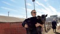 Χοακίν Φίνιξ: Έσωσε αγελάδα και το μοσχαράκι της από το σφαγείο (Βίντεο)