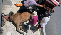 Κέρκυρα: Συγκλονίζουν οι φωτογραφίες με το νεκρό άλογο άμαξας