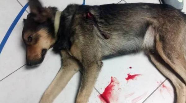 Βόλος: Νέα επίθεση σε σκύλο, του επιτέθηκαν με μαχαίρι ή κατσαβίδι