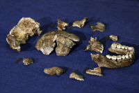 Βρέθηκε αρχαία «τσίχλα» 10.000 ετών – Τι δείχνει για την διατροφή των προγόνων μας