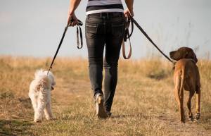 Κίνα: Οργή για την απαγόρευση της βόλτας με τα σκυλιά - Θανάτωση μετά την τρίτη παράβαση