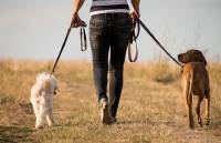 Κίνα: Οργή για την απαγόρευση της βόλτας με τα σκυλιά - Θανάτωση μετά την τρίτη παράβαση