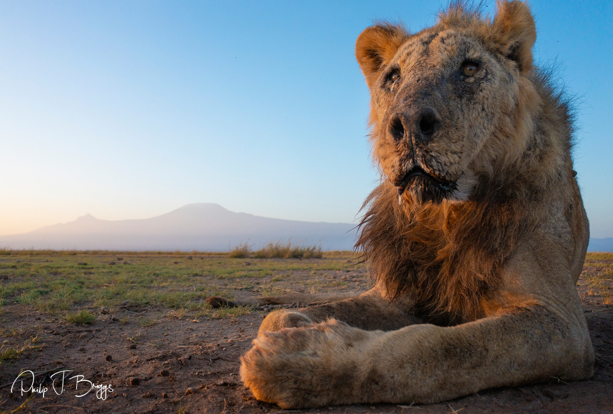 Κένυα: Σκότωσαν με λόγχες το γηραιότερο λιοντάρι στον κόσμο όταν μπήκε σε μαντρί