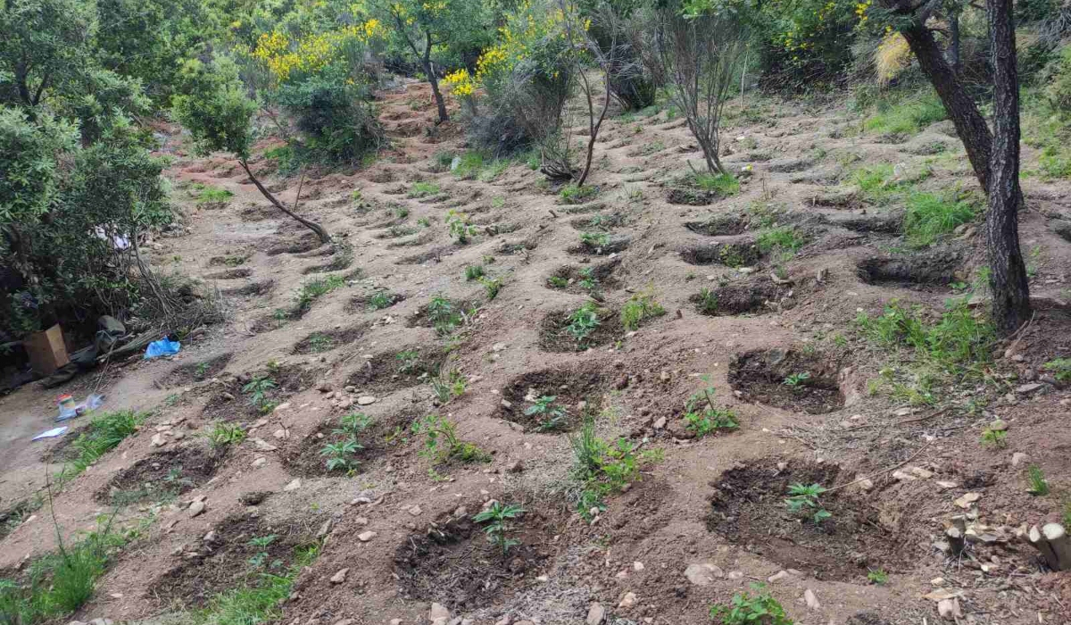 Χασισοφυτεία «μαμούθ» στην Εύβοια – Καλλιεργούσαν 1.061 δενδρύλλια κάνναβης
