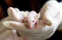 Ποντίκι με δύο πατέρες - Επιστήμονες έφτιαξαν ωάρια από αρσενικά κύτταρα