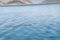 Καρχαριοειδές κόβει βόλτες στα ρηχά του Κορινθιακού Κόλπου