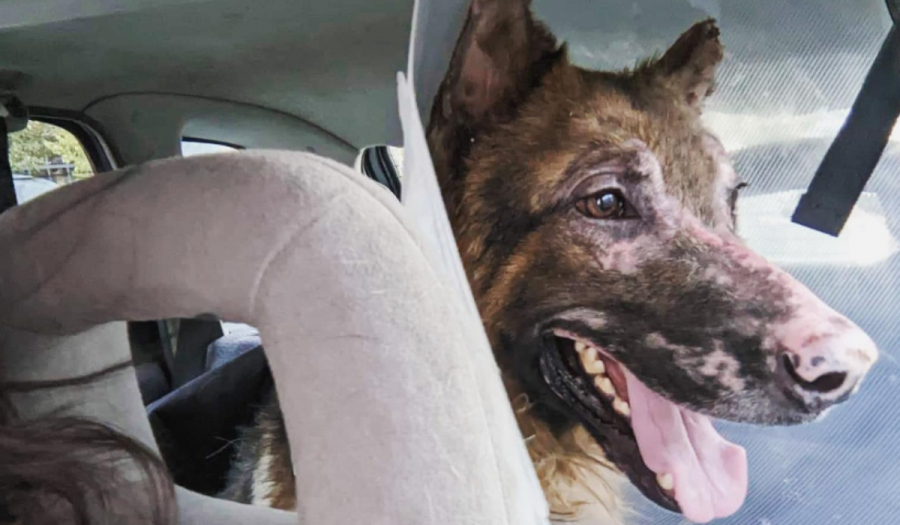 Φωτιά στην Πεντέλη: Ο σκύλος με τα αμέτρητα εγκαύματα τα κατάφερε και ψάχνει σπίτι