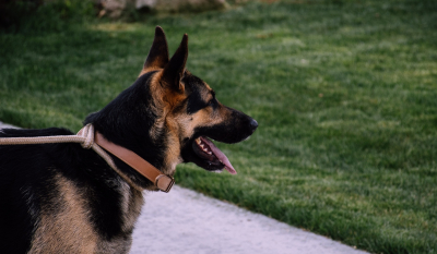 Αυστρία: Εκπαιδευμένοι σκύλοι ανιχνεύουν τη μυρωδιά του κορονοϊού