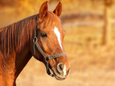 Σοκ στη Χαλκίδα: Βρέθηκε νεκρό άλογο – Βασανίστηκε πριν πεθάνει