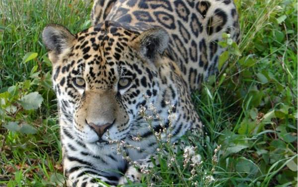 Αττικό Ζωολογικό Πάρκο: Το άγριο περιστατικό με τα τζάγκουαρ και τα αναπάντητα ερωτήματα
